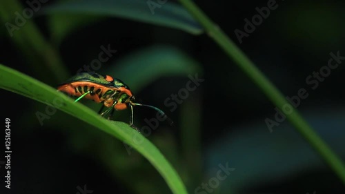 Jewel bug / metallic shield bug photo