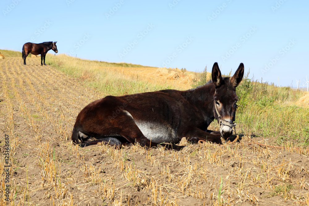 Fototapeta premium Autumn, a donkey was eating grass