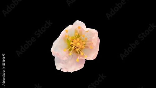 Almond flower blossoming / Almond flower blossoming isolated with alpha, encoded with photo-png