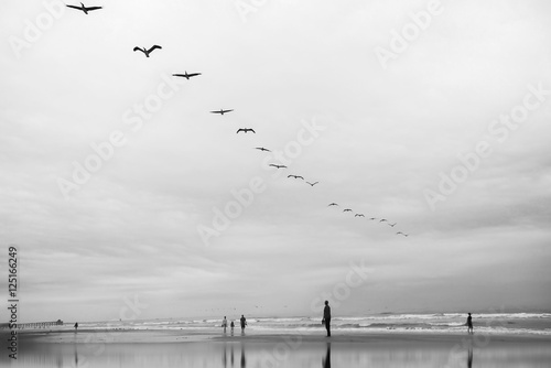 Pelican birds flying lineup over the ocean and cloudy day at the beach photo