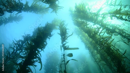 A beautiful kelp bed in southern California sways to the gentle motion of the water.