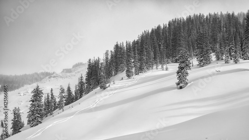 Photos Ski tracks in Jackson Hole backcountry