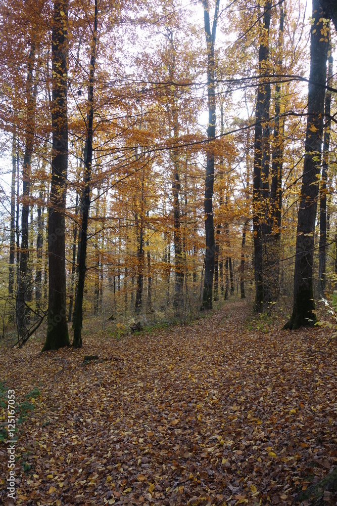 Fototapeta premium Autumn forest. Transcarpathia