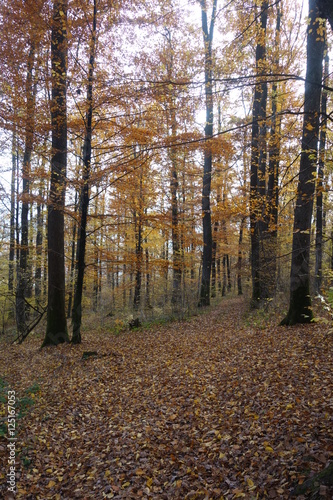 Autumn forest. Transcarpathia © ivanvbtv