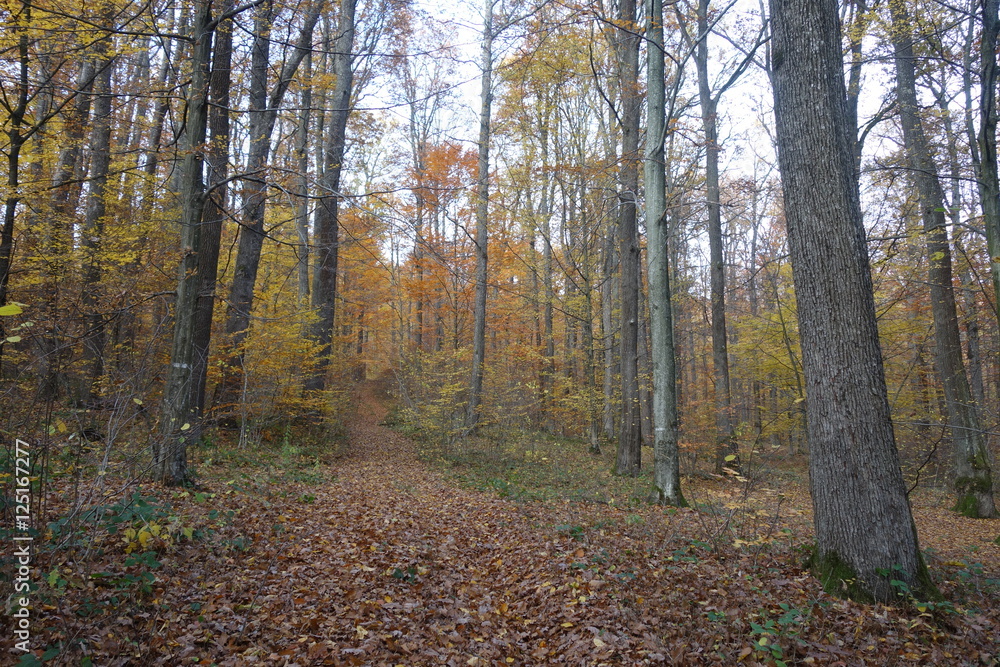 Autumn forest. Transcarpathia