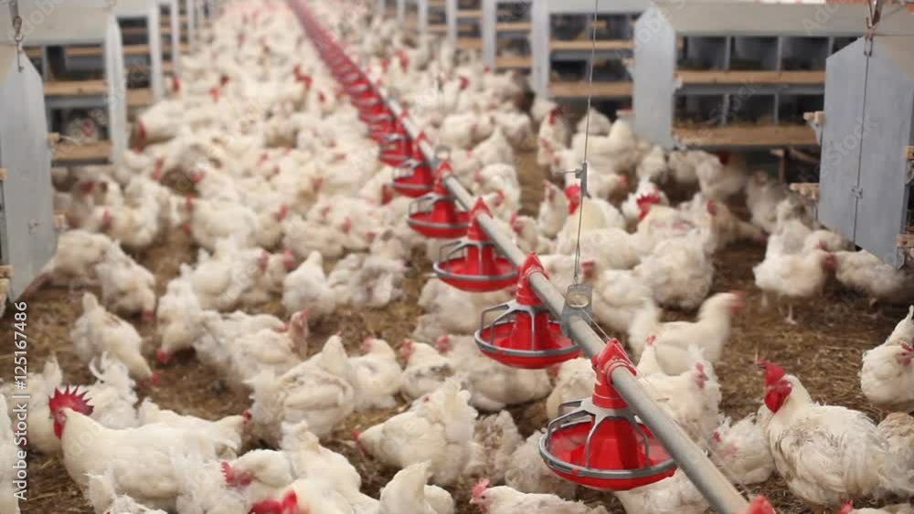 Chicken Farm, eggs and poultry production Chicken Farm, eggs and poultry production