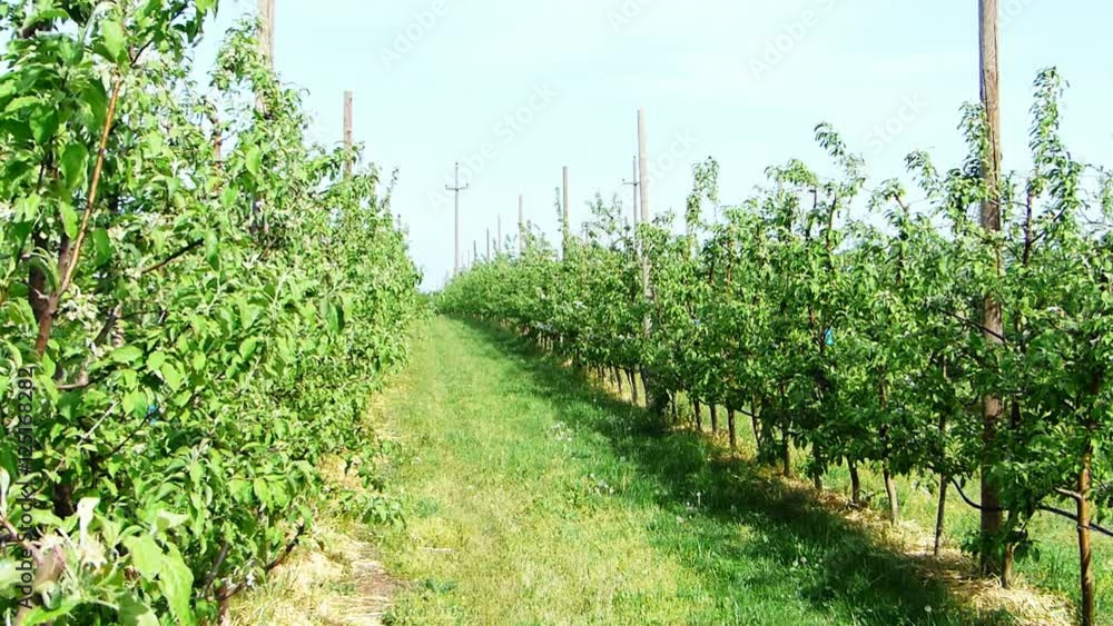 Apple trees in a farm, agriculture.Organic food Apple trees in a farm, agriculture.Organic food