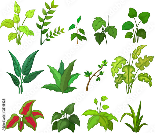 set of tropical plant