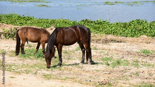 The big horse eating grass.
