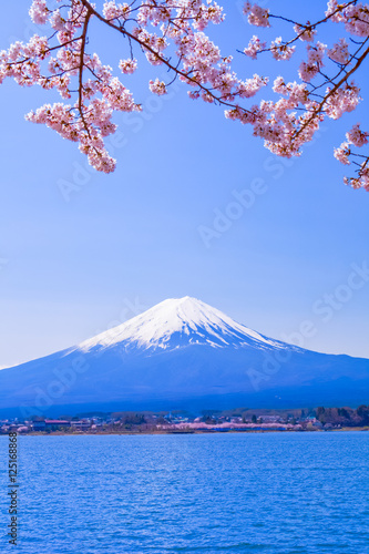 桜と富士山 © かめさん