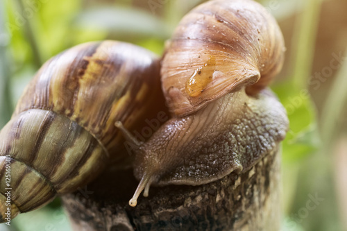 Close up two snails