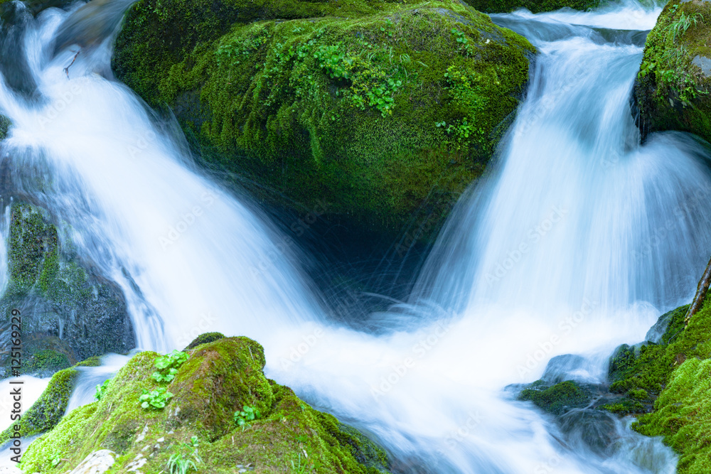 Fototapeta premium 滝