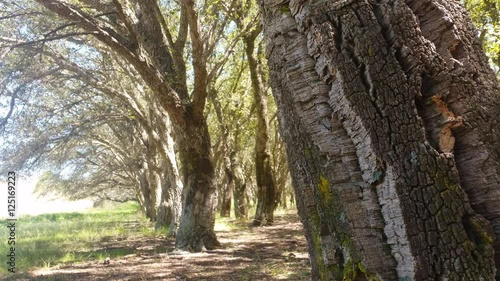 Cork Oak Tree Forest Summer Day photo