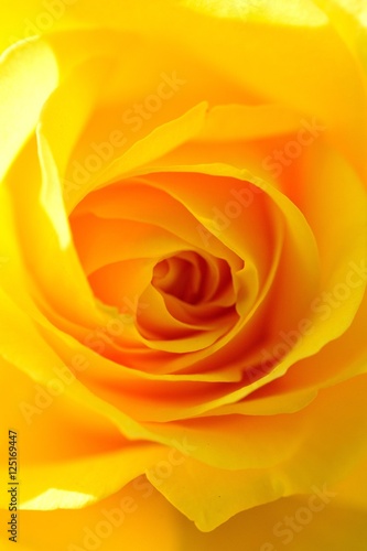rose yellow, beautiful yellow roses