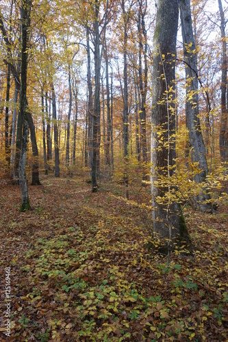 Autumn forest. Transcarpathia