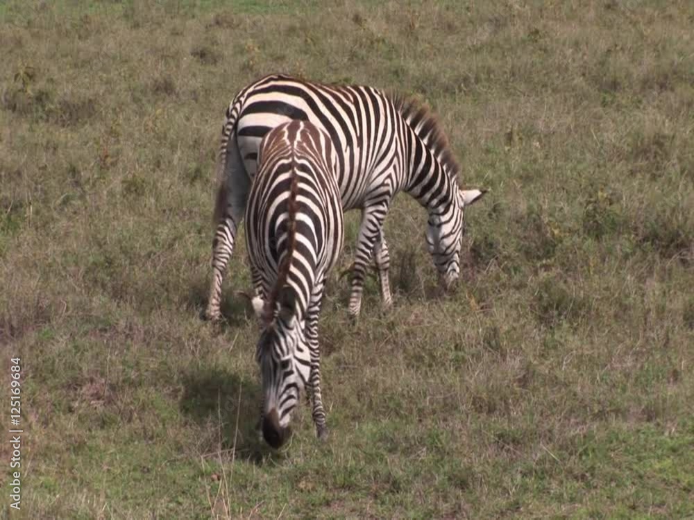 African Zebras on the grass area, cloudy day. African Zebras on the grass area, cloudy day.