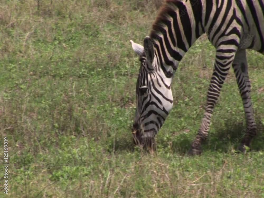 African Zebras on the grass area, cloudy day. African Zebras on the grass area, cloudy day.