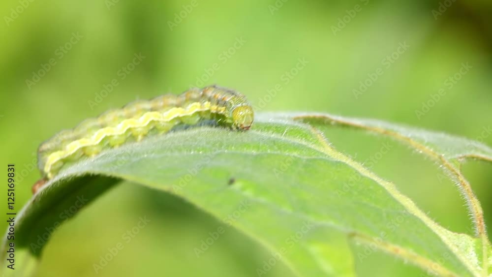 Caterpillar eating tobacco leaf Caterpillar eating tobacco leaf