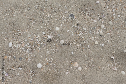 Shells in the sand on the beach 