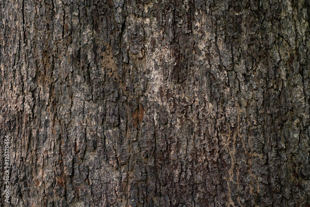 Wood bark texture background Wood bark texture background