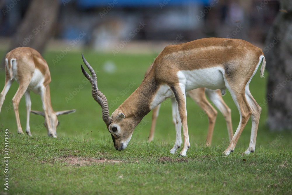 Antelope walking on green grass Antelope walking on green grass
