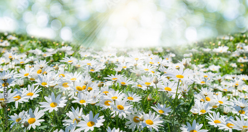 Fototapeta Naklejka Na Ścianę i Meble -  field of daisy flowers with sun light