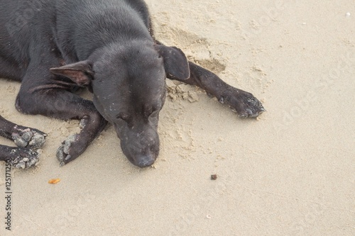 Dog Sleeping on the beach relaxing and resting, 