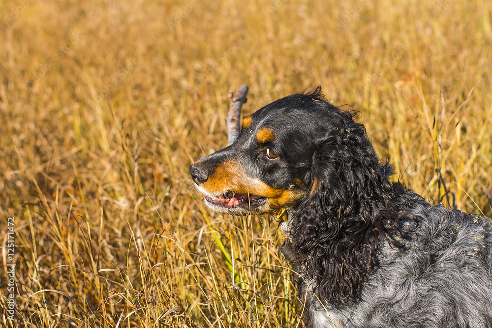 Fototapeta premium Spotted russian spaniel running and playing in yellow autumn
