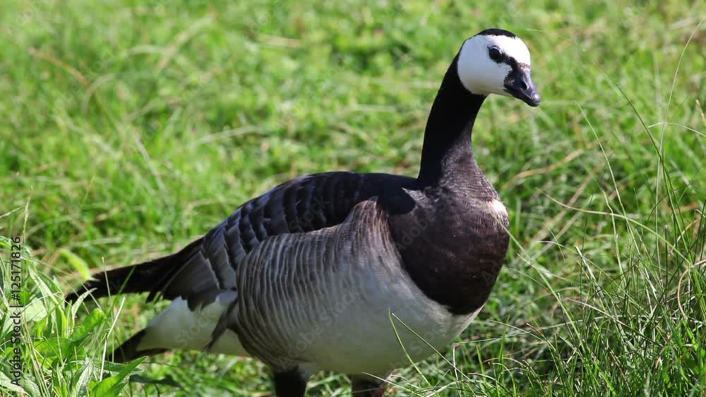 Goose on a grass, looking at camera Goose on a grass, looking at camera