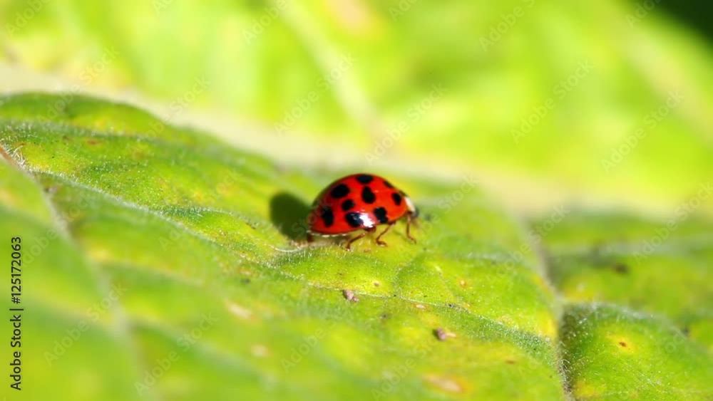 Close-up of Ladybug on a green leaf Close-up of Ladybug on a green leaf