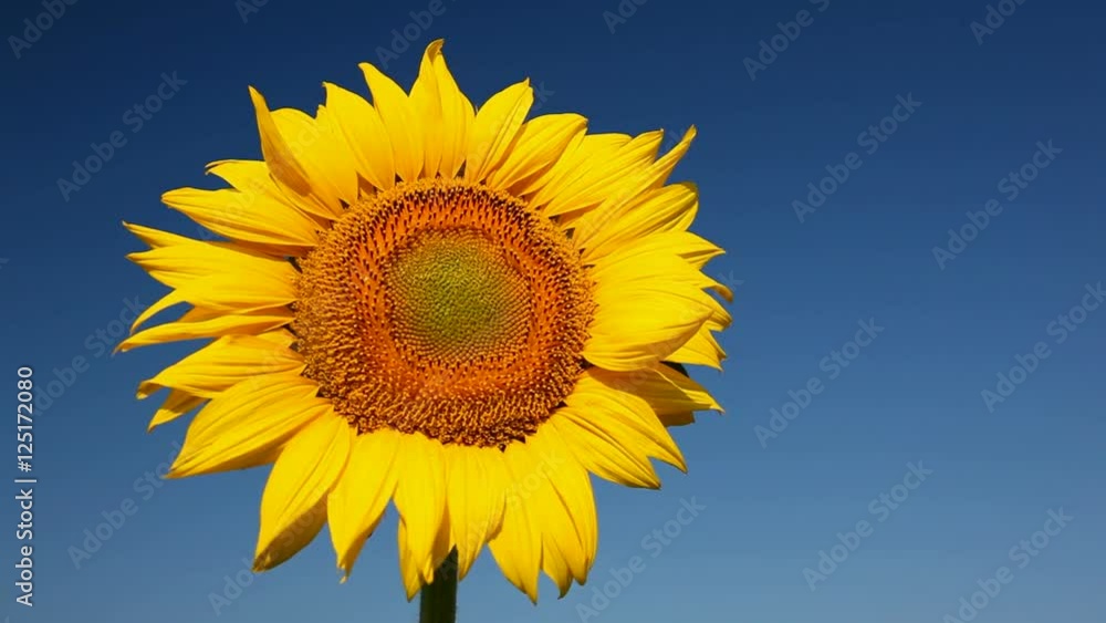 Sunflowers against the blue sky with shallow focus, shallow DOFF. Sunflowers against the blue sky with shallow focus, shallow DOFF.