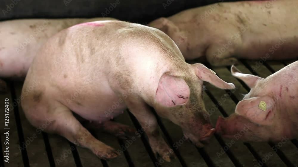 Intensively farmed pigs in batch pens. Intensively farmed pigs in batch pens.