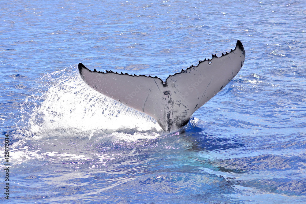 Fototapeta premium Humpback whale, tail