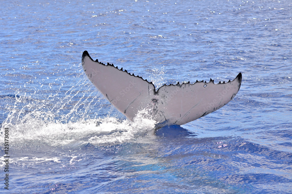 Fototapeta premium Humpback whale, tail