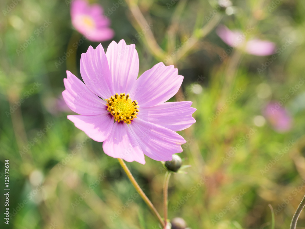 Common cosmos
