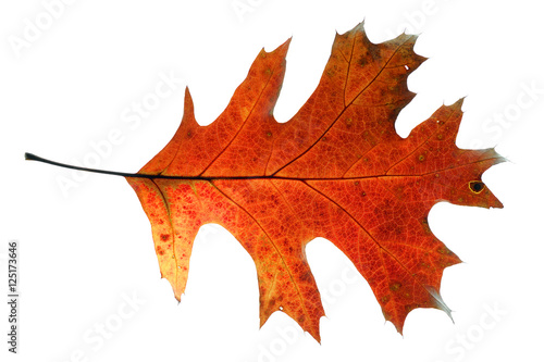 red oak leaf isolated on white background