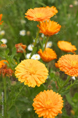 マリーゴールド