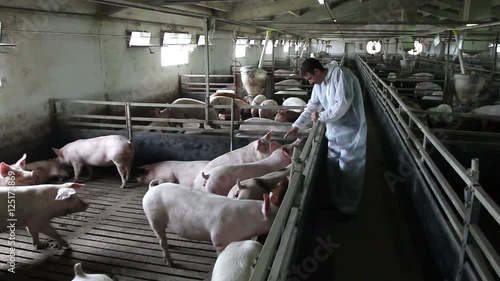 Intensively farmed pigs in batch pens.