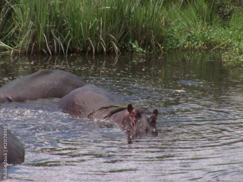 Hippos in a sparring match of male dominance using just their heads and mouths. Hippos in a sparring match of male dominance using just their heads and mouths.