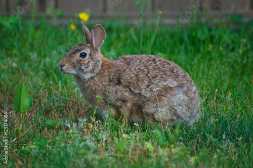Bunny in the Backyard © Derek