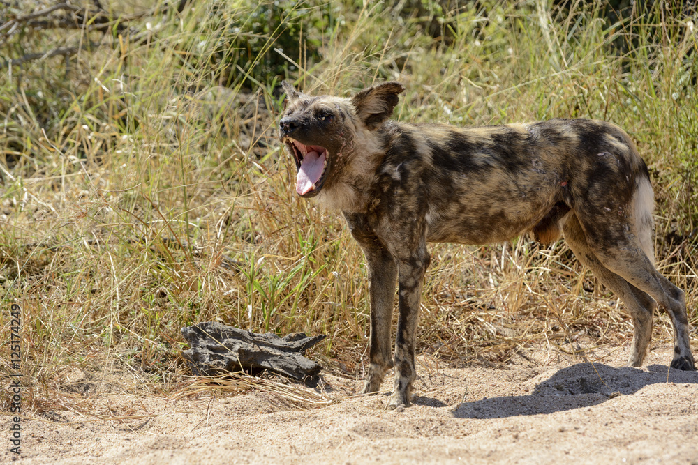 African wild dog, African hunting dog, or African painted dog (Lycaon pictus) yawning. Kruger National Park. Mpumalanga. South Africa. African wild dog, African hunting dog, or African painted dog (Lycaon pictus) yawning. Kruger National Park. Mpumalanga. South Africa.