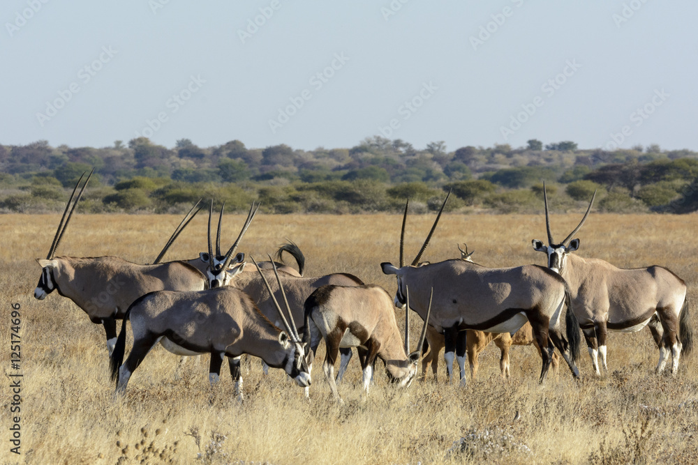 Naklejka premium Gemsbok or gemsbuck (Oryx gazella) herd. Kalahari. Botswana