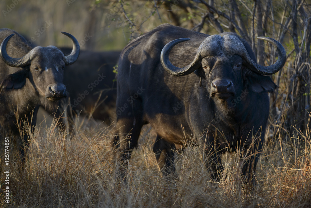 Fototapeta premium African buffalo or Cape buffalo (Syncerus caffer). Kruger National Park. Mpumalanga. South Africa.