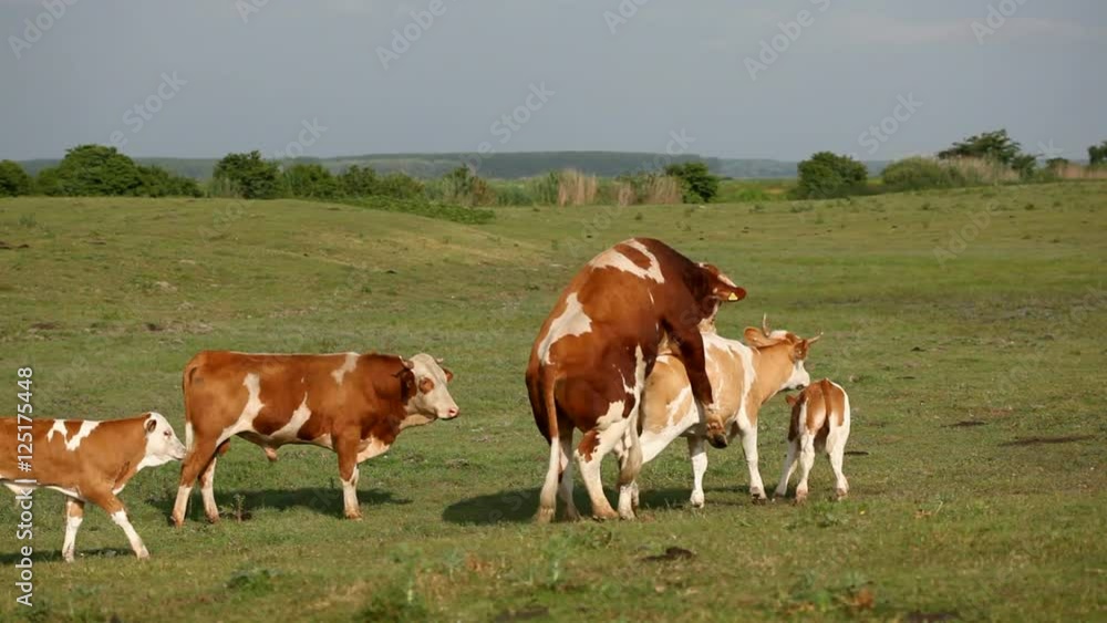 Farm in the countryside, a large number of animals in nature. Farm in the countryside, a large number of animals in nature.