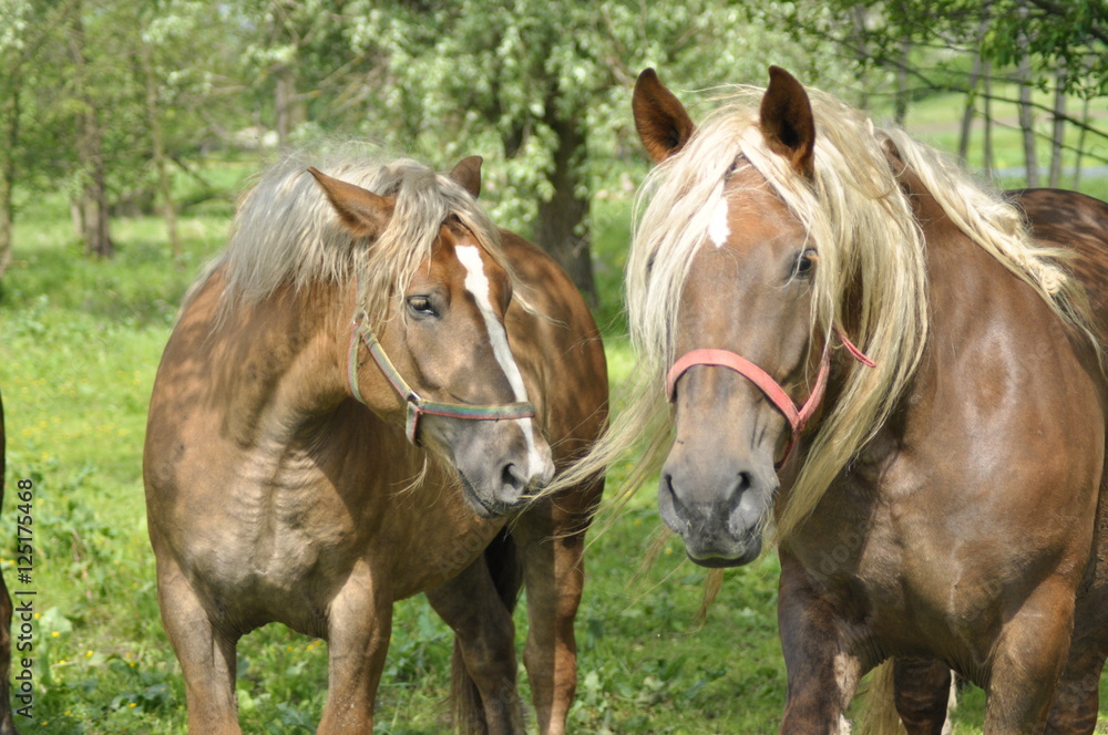 Fototapeta premium Workhorse. Grazing in the pasture. Meadow in the valley of the Bug.