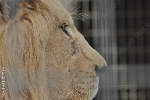 Wild lion. Predatory cat in a cage.