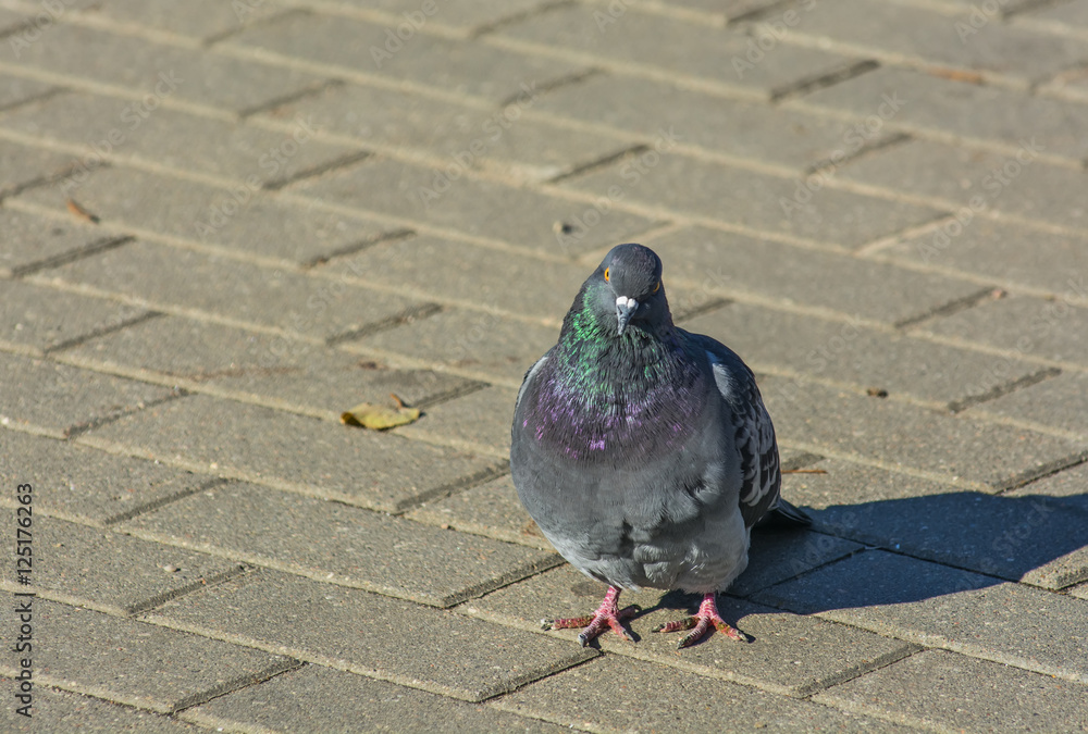 Obraz premium голуби