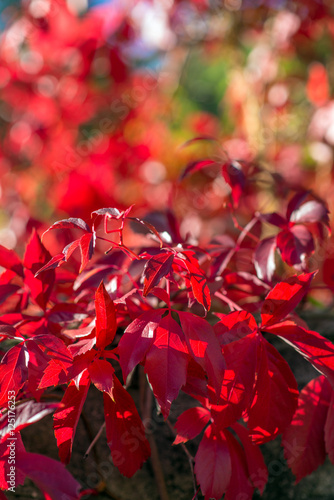  Red foliage in Autumn © villorejo