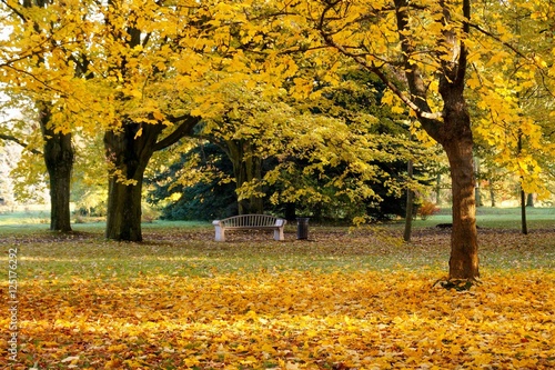 Beautiful colorful autumn - great autumn trees - autumn alley