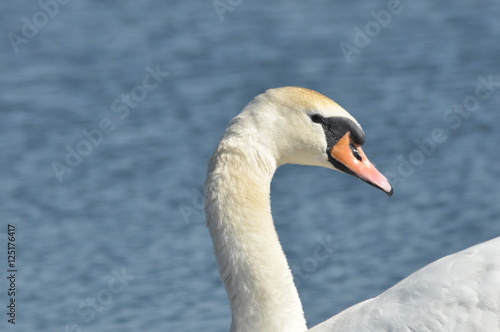 Mute Swan. Large white water bird. Floating on the lake